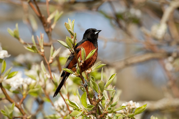 ORCHARD ORIOLE 08-05-0532667