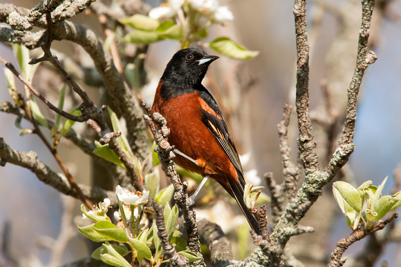 ORCHARD ORIOLE 08-05-0532652