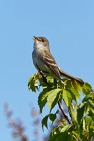 WILLOW FLYCATCHER 11-05-2536967