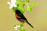 ORCHARD ORIOLE 08-05-1232729