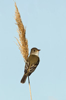 WILLOW FLYCATCHER 13-05-1762539