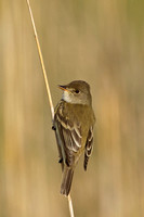 WILLOW FLYCATCHER 13-05-1762552