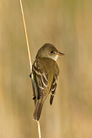 WILLOW FLYCATCHER 13-05-1762546