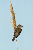 WILLOW FLYCATCHER 13-05-1762542