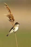 WILLOW FLYCATCHER 13-05-1762545