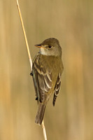 WILLOW FLYCATCHER 13-05-1762550