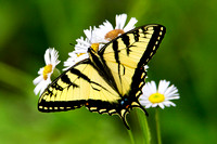 SWALLOWTAILS