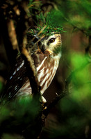 NORTHERN SAW -WHET OWL