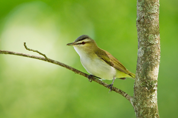RED EYED VIREO 10-05-2123465