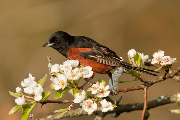 ORCHARD ORIOLE 08-05-0532676