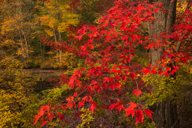 RED MAPLE 13-10-0465504