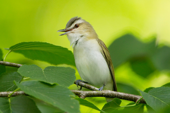 RED EYED VIREO 10-05-2323445