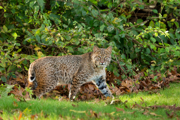 BOBCAT 18-10-163641