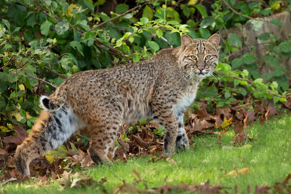 BOBCAT 18-10-163672