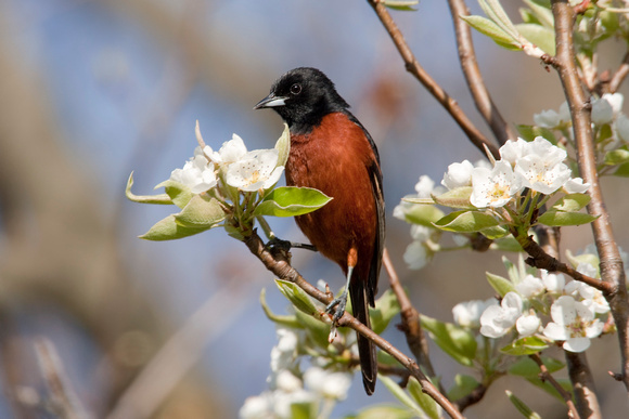 ORCHARD ORIOLE 08-05-0532635