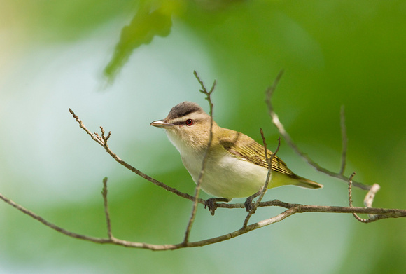 RED EYED VIREO 10-05-2123472