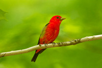TANAGERS, GROSBEAKS AND BUNTINGS