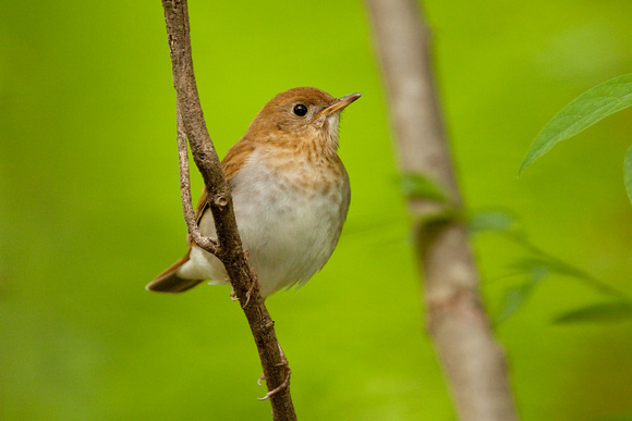 VEERY 09-06-017840