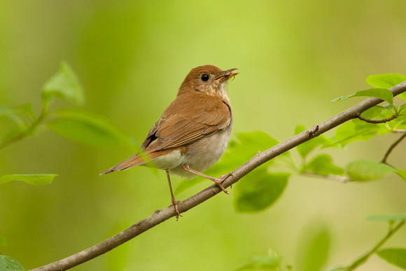 VEERY 09-06-017823