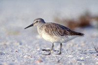 RED KNOT 00-03
