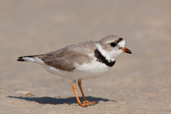PIPING PLOVER 10-04-1321178