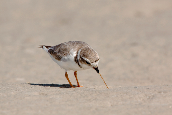 PIPING PLOVER 10-04-1321190