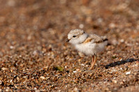 PIPING PLOVER 10-07-0625473