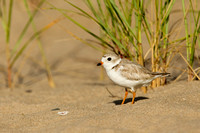 PIPING PLOVER 10-07-0125448