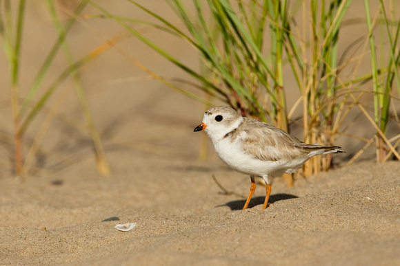 PIPING PLOVER 10-07-0125448