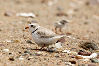 PIPING PLOVER 10-07-0125459