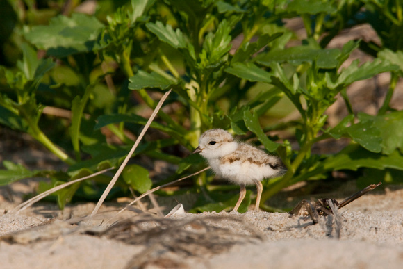 PIPING PLOVER 08-06-0822069