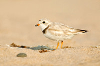 PIPING PLOVER 12-06-2150773