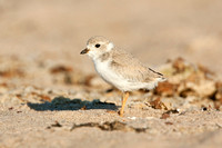 PIPING PLOVER 12-06-2451151