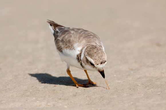 PIPING PLOVER 10-04-1321194