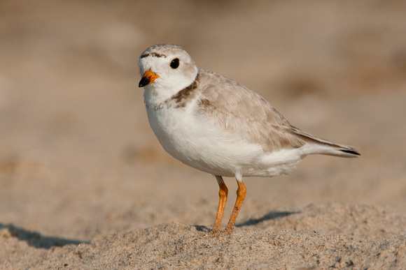 PIPING PLOVER 08-06-0822073