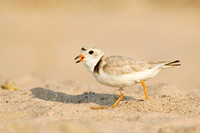 PIPING PLOVER 12-06-2150767