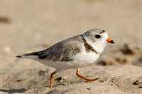 PIPING PLOVER 10-07-0125441
