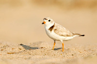 PIPING PLOVER 12-06-2150765