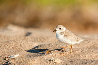 PIPING PLOVER 12-06-2451142