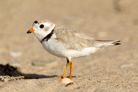 PIPING PLOVER 10-07-0125443