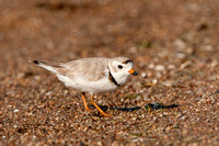 PIPING PLOVER 10-07-0625481