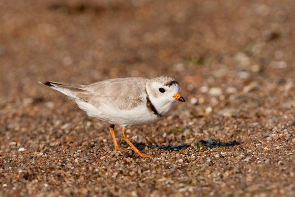 PIPING PLOVER 10-07-0625481