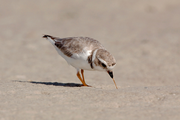 PIPING PLOVER 10-04-1321185