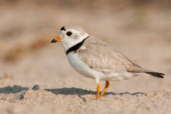 PIPING PLOVER 08-06-0822072