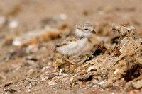 PIPING PLOVER 10-07-0625476
