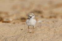 PIPING PLOVER 10-07-0625494