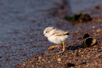 PIPING PLOVER 10-07-0625475