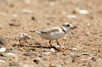 PIPING PLOVER 10-07-0125465