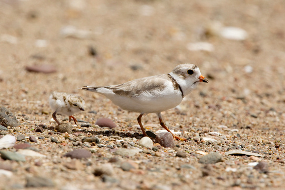 PIPING PLOVER 10-07-0125465