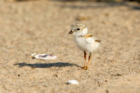PIPING PLOVER 10-07-0625493